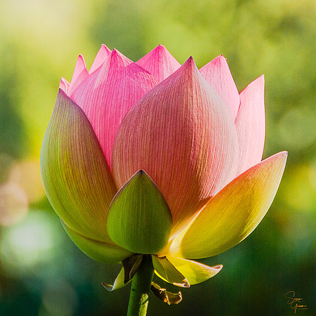 Lotus Bud