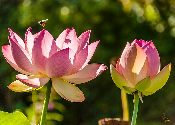 Lotus Bud and Bee