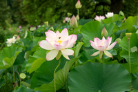 Lotus - 5