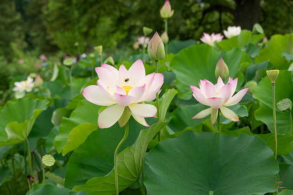 Lotus - 5