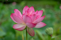Lotus - 7