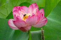 Lotus - 8