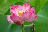 Lotus - 6