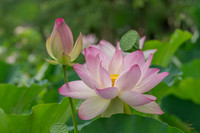 Lotus - 9