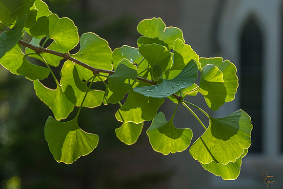 Gingko at the National Cathedral