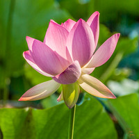 Lotus - 2