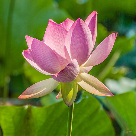 Lotus - 2
