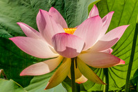 Lotus - 1