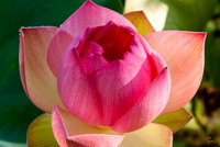 Lotus - 3