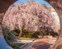 Moon Gate Garden