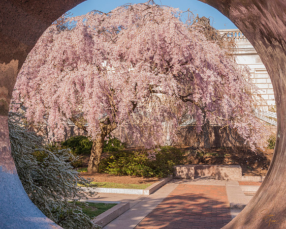 Moon Gate Garden